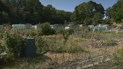 Sécheresse : restrictions d'eau dans le Val-de-Marne (FRANCE 3)