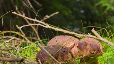 Ardèche : la saison s’annonce exceptionnelle pour les cèpes