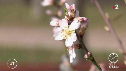 Santé : alerte aux pollens et aux allergies