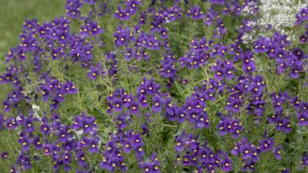 Grasse : le retour des fleurs à parfum