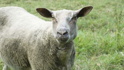 Un foyer de fi&egrave;vre catarrhale ovine (FCO) ou maladie de la langue bleue, a &eacute;t&eacute; identifi&eacute; dans l'Allier. (  MAXPPP)