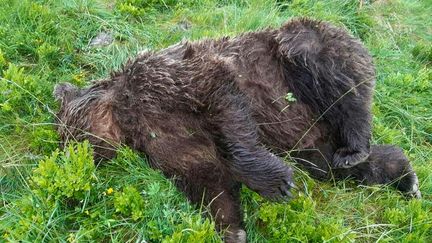 Un ours a été retrouvé tué près de la station de ski de Guzet (Ariège), le 9 juin 2020. (MINISTERE DE LA TRANSITION ECOLOGIQUE ET SOLIDAIRE)