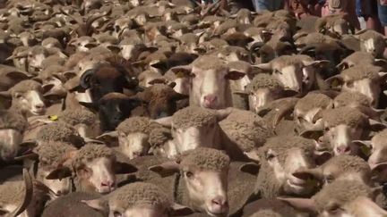 Alpes-Maritimes : Saint-Étienne-de-Tinée fête la transhumance et célèbre les moutons