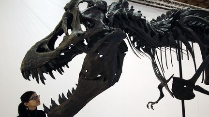 Un squelette de Tyrannosaurus&nbsp;rex expos&eacute; au National Chiang Kai-Shek Memorial Hall, &agrave; Taipei (Ta&iuml;wan), le 7 d&eacute;cembre 2009. (NICKY LOH / REUTERS)