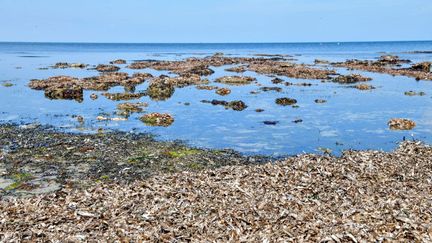 Les plantes marines, du genre Posidonia, sur une plage de Monastir, en Tunisie, le 21 mars 2022. (FETHI BELAID / AFP)