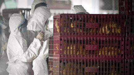 Des membres du&nbsp;bureau de l'Agriculture et de la P&ecirc;che inspectent des volailles, le 21 d&eacute;cembre 2011 &agrave; Hong Kong.&nbsp; (XINHUA / AFP / LUI SIU WAI)