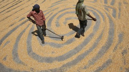 Des agriculteurs font s&eacute;cher des grains de ma&iuml;s sur un march&eacute; au gros &agrave; Chandigarh (Inde), le 12 juin 2012. (AJAY VERMA / REUTERS)