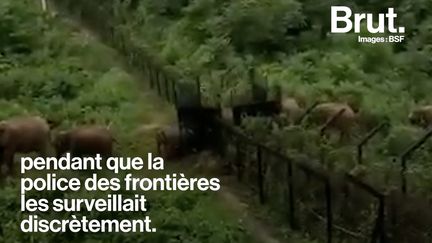 Pendant ce temps-là, un troupeau d'éléphants traverse la frontière Indo-Bangladaise pour rejoindre l'État indien du Meghalaya...