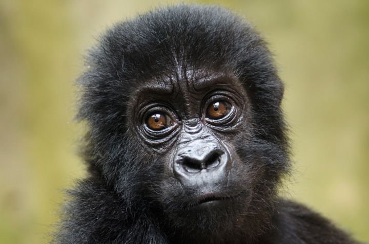 Un petit gorille de Grauer (ou gorille des plaines orientales), au Parc national des Virunga, en République démocratique du Congo, le 15 septembre 2012. (LUANNE CADD / VIRUNGA NATIONAL PARK / AFP)