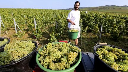 Les vendanges débutent avec 15 jours d'avance