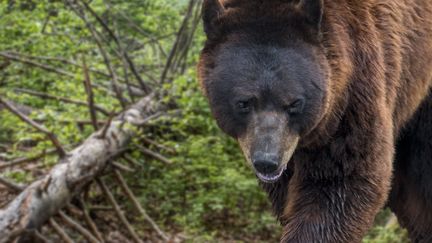 Un ours brun (PHILIPPE CL?MENT / MAXPPP)