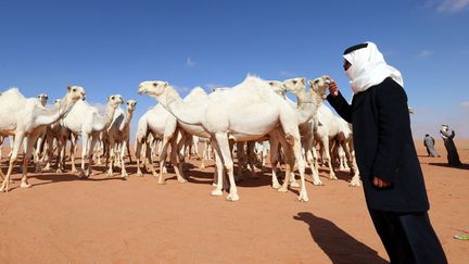 Un éleveur saoudien utilise le mode de communication avec les chameaux, connu sous le nom d'Alheda'a, qui a récemment été inscrit sur la liste du patrimoine culturel immatériel de l'UNESCO. (FAYEZ NURELDINE / AFP)