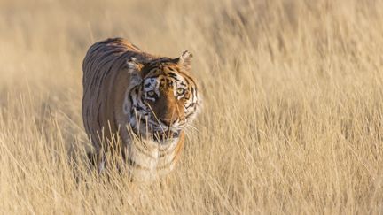 Seulement 3 900 tigres vivraient à l'état sauvage sur Terre, selon l'ONG TRAFFIC. (SYLVAIN CORDIER / BIOSPHOTO / AFP)