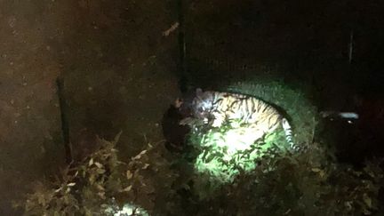 Le tigre qui s'est échappé du cirque Bormann a été abattu&nbsp;à quelques centaines de mètres de là, dans le 15e arrondissement de Paris, le 24 novembre 2017.&nbsp; (RALPH HIPPOCRATE / FRANCE INFO)