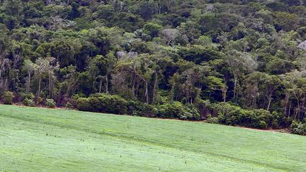 La culture intenive de soja est accusée d'accroître la déforestation en Amérique du Sud. (J.F.DIÓRIO / AGÊNCIA ESTADO / AFP)