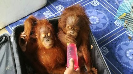 Les deux bébé orangs-outans recueillis par les autorités thaïlandaises, mercredi 21 juin.&nbsp; (THAI NATIONAL PARK / AFP)