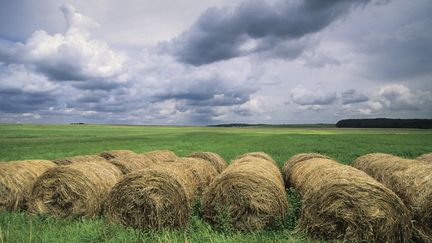 A field in France, June 7, 2024. (CLAUDIUS THIRIET / BIOSPHOTO / AFP)