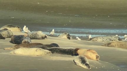 Depuis deux décennies, les phoques, une espèce vulnérable, trouvent refuge sur la côte d'Opale (Pas-de-Calais).
 (CAPTURE D'ÉCRAN FRANCE 2)