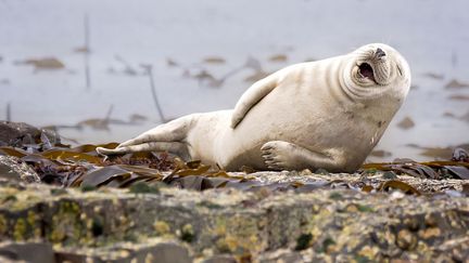 &nbsp; (Julie Hunt / Comedy Wildlife Photography Awards)