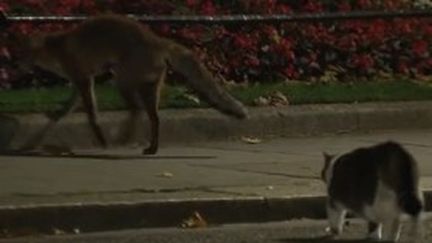 Le chat Larry met en fuite un renard amaigri dans le jardin du 10 Downing Street à Londres sur le compte Twitter de Sütterlin Scat Katz. (CAPTURE D'ÉCRAN)