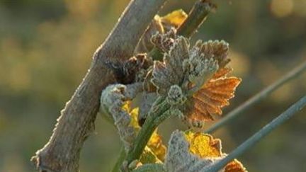 Agriculture : vignes et vergers durement touchés par le gel