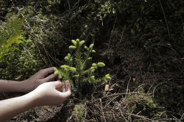 Un épicéa est planté dans la forêt de Nordmarka, en Norvège, en 2014. (KRISTIN VON HIRSCH / BJORVIKA UTVIKLING)