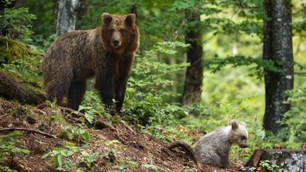 Un ours brun et son petit dans les sous-bois en Slovénie, le 27 janvier 2023. (CHRISTIAN CABRON / BIOSPHOTO / AFP)