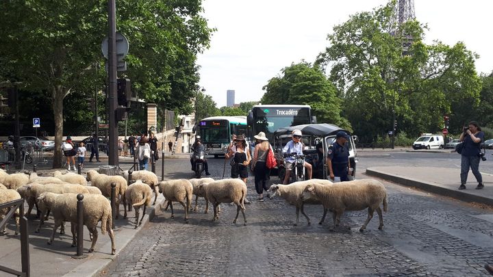 27 brebis accompagnées de bergers et de marcheurs sont arrivées mercredi au terme de leur transhumance urbaine. (SANDRINE ETOA-ANDEGUE / RADIO FRANCE)