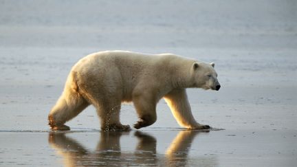 Un ours polaire au Canada, photographié le 24 octobre 2012. (MAXPPP)