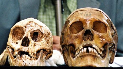 Le cr&acirc;ne d'Homo floresiensis (&agrave; gauche)&nbsp;pr&eacute;sent&eacute; &agrave; l'universit&eacute; Gadja Mada de&nbsp;Yogyakarta (Indon&eacute;sie), le 5 novembre 2004. (AGUS SUPARTO / AFP)