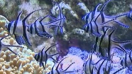 Poissons, pêches au cyanure