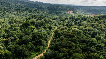 Vue aérienne de la piste forestière de&nbsp;Paul Isnard en Guyane, reliant le camp de base Montagne d'or&nbsp;et&nbsp;Saint-Laurent-du-Maroni. (JODY AMIET / AFP)