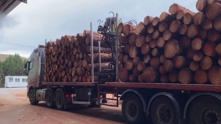 Nouvelle-Aquitaine :&nbsp;le bois brûlé pendant les incendies recyclé pour produire du parquet (France 3)