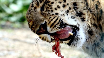 Ce site montagneux, qui s'&eacute;tend sur pr&egrave;s d'environ 150 km&sup2;, abrite certaines esp&egrave;ces menac&eacute;es, comme le cerf du Cachemire ou le l&eacute;opard des neiges. (ASHISH SHARMA / REX / SIPA)