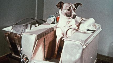 Laïka, le premier chien dans l'espace, dans la capsule Spoutnik, avant son départ, le 3 novembre 1957. (SOVFOTO / UNIVERSAL IMAGES GROUP EDITORIAL / GETTY IMAGES)