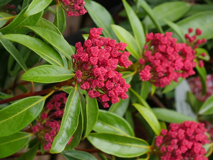 Boutons floraux de Kalmia latifolia 'Kaleidoscope'.&nbsp; (ISABELLE MORAND / RADIO FRANCE / FRANCE INFO)