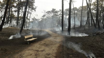 La forêt de Chiberta à Anglet (Pyrénées-Atlantiques) au lendemain de l'incendie qui a touché la commune, le 31 juillet 2020. (GAIZKA IROZ / AFP)