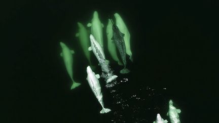 Capture d'écran d'une vidéo filmée par un drone, d'un groupe de bélugas ayant adopté un narval, dans le fleuve Saint-Laurent. (GREMM / AFP)