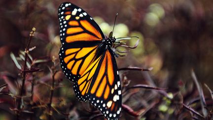 Un papillon monarque dans la province de Puntarenas au Coasta Rica, en 2014. (LAUNETTE FLORIAN / MAXPPP)