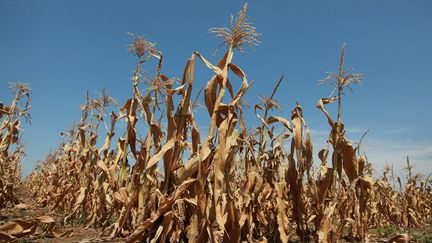 Des plants de ma&iuml;s sont victimes de la s&eacute;cheresse, le 19 juillet 2012 pr&egrave;s d'Oakton (Indiana). (SCOTT OLSON / GETTY IMAGES)