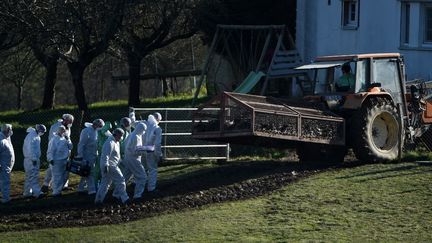 Des canards sont abattus en raison de l'épizootie de grippe aviaire à Lohitzun-Oyhercq (Pyrénées-Atlantiques), le 27 janvier 2022. (GAIZKA IROZ / AFP)