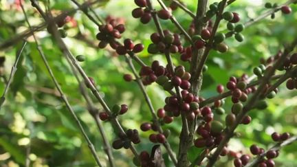 Chine : le café est de plus en plus apprécié et produit au pays du thé (France 2)