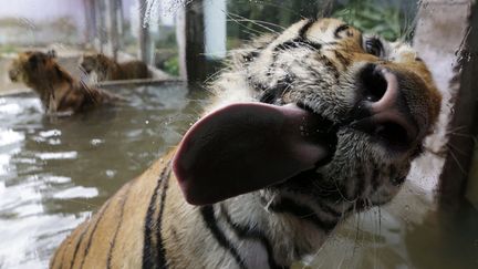 Un tigre du Bengale l&egrave;che la vitre de son enclos au zoo de Manille (Philippinnes), le 11 juillet 2014. (MAXPPP)