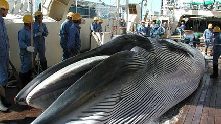 Une baleine p&ecirc;ch&eacute;e, sur le pont d'un navire japonais lors d'une exp&eacute;dition dans le Pacifique, en 2013. (INSTITUTE OF CETACEAN RESEARCH / AFP)