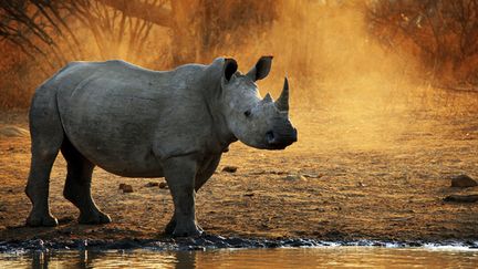 &nbsp; (Un rhinocéros en Afrique du sud © Maxpppp)