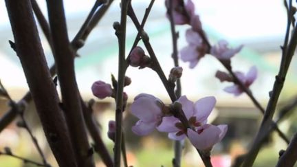 Météo : une floraison précoce