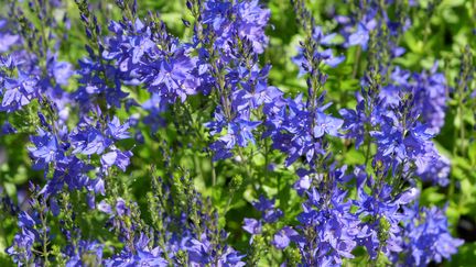 Veronica austriaca 'Kapitän'. (ISABELLE MORAND / RADIO FRANCE / FRANCE INFO)