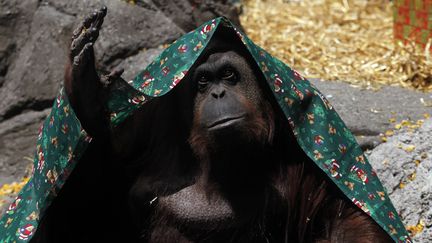 L'orang-outan Sandra joue avec une couverture, au zoo de Buenos Aires, en Argentine, le 8 d&eacute;cembre 2010. (MARCOS BRINDICCI / REUTERS)