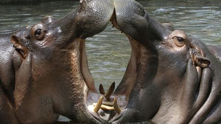 Des hippopotames se rafra&icirc;chissent dans leur bassin du zoo de New Delhi (Inde), o&ugrave; la temp&eacute;rature a atteint les 37&deg; C, le 4 avril 2012. (B MATHUR / REUTERS)