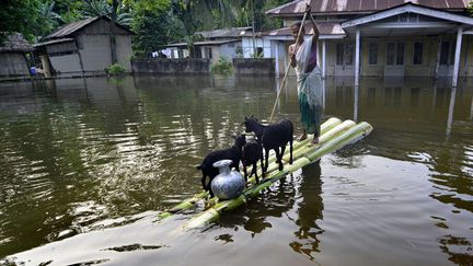 Une femme transporte ses ch&egrave;vres sur un radeau de fortune dans les rues inond&eacute;es de Guwahati (Inde), le 25 septembre 2012. (EPA / MAXPPP)